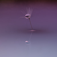 Buy canvas prints of A dandelion seed centred by andrew blakey