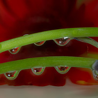 Buy canvas prints of A Red Gerbera Flower Refracted Through Water Dropl by andrew blakey
