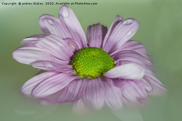 The Graceful Beauty of a Floating Pink Chrysanthem Picture Board by andrew blakey