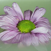 Buy canvas prints of The Graceful Beauty of a Floating Pink Chrysanthem by andrew blakey