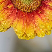 Buy canvas prints of Sparkling Dew on Gorgeous Germinis by andrew blakey