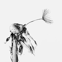 Buy canvas prints of The Final Goodbye of a Dandelion by andrew blakey