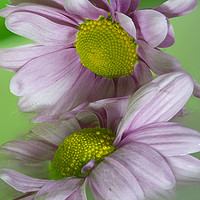 Buy canvas prints of Delicate Pink Chrysanthemums by andrew blakey