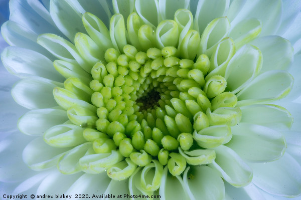 Santini Chrysanthemum: A Radiant Sphere Picture Board by andrew blakey