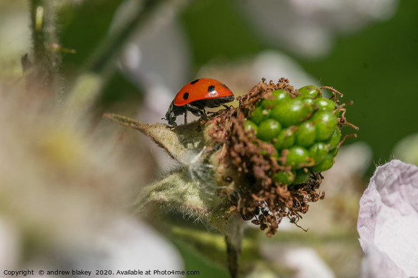 Vibrant Ladybird on a Blossoming Plant Picture Board by andrew blakey