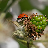Buy canvas prints of Vibrant Ladybird on a Blossoming Plant by andrew blakey