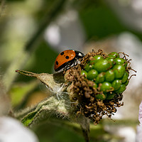 Buy canvas prints of Red Ladybird Amongst Floral Beauty by andrew blakey