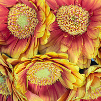 Buy canvas prints of Vibrant Germini Bouquet by andrew blakey