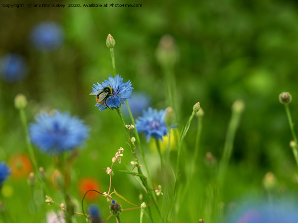 Buzzing Bee Admiring Cornflower Picture Board by andrew blakey
