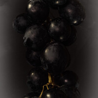 Buy canvas prints of The Alluring Bunch of Black Grapes by andrew blakey