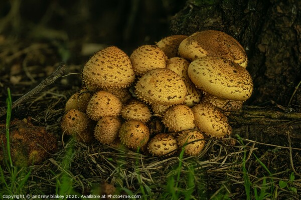 Enchanted Forest Fungi Picture Board by andrew blakey