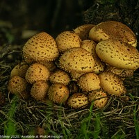 Buy canvas prints of Enchanted Forest Fungi by andrew blakey