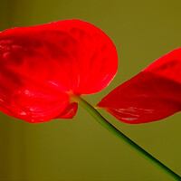 Buy canvas prints of Red on Green by Richard Downs