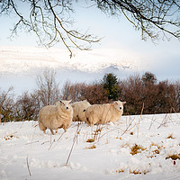 Buy canvas prints of Winter Wool by Richard Downs