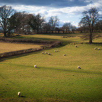 Buy canvas prints of Pastoral by Richard Downs