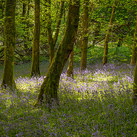 Buy canvas prints of Woodland Light by Richard Downs