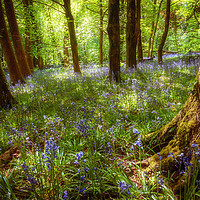 Buy canvas prints of Woodland Charm by Richard Downs
