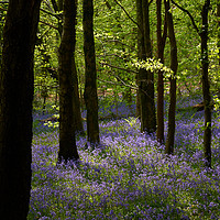 Buy canvas prints of Welsh Spring by Richard Downs