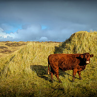 Buy canvas prints of Dune Grazing by Richard Downs
