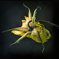 Buy canvas prints of Dried flower head by Richard Downs