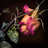 Buy canvas prints of Withered by Richard Downs