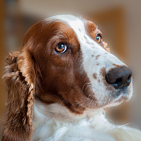 Buy canvas prints of Welsh Springer Spaniel by Richard Downs