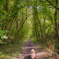 Buy canvas prints of Woodland Walk by Richard Downs