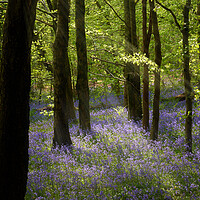 Buy canvas prints of Bluebell Woods by Richard Downs