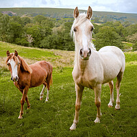 Buy canvas prints of Welsh Ponies by Richard Downs