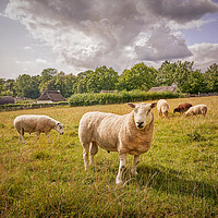 Buy canvas prints of The Ram by Richard Downs