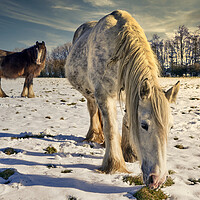 Buy canvas prints of Winter Grazing snow scene by Richard Downs