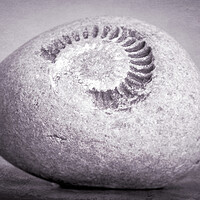 Buy canvas prints of Fossil by Richard Downs