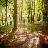 Buy canvas prints of Forest Light by Richard Downs