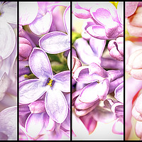 Buy canvas prints of Lilac Bouquet Quadtych One by John Williams