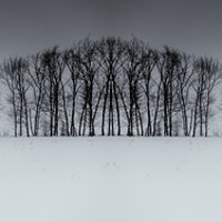 Buy canvas prints of Winter Tree Symmetry Long Horizontal by John Williams