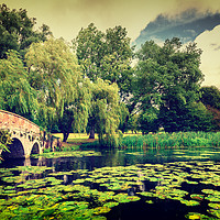 Buy canvas prints of English Lily Pond by John Williams