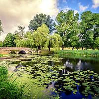 Buy canvas prints of Lily Pond of England by John Williams