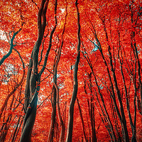 Buy canvas prints of Red Forest of Sunlight by John Williams