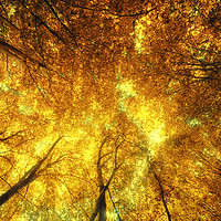 Buy canvas prints of Golden Trees of Endless Dreams by John Williams