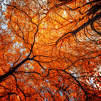 Buy canvas prints of Sky Roots in Forest Red by John Williams