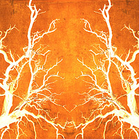 Buy canvas prints of Branches of Fire Touch by John Williams