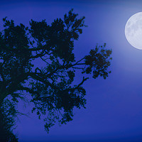 Buy canvas prints of Moonlight Dreams in Blue by John Williams