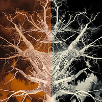 Buy canvas prints of Bleached Bones of the Symmetrical Tree by John Williams