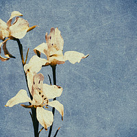 Buy canvas prints of White Delphinium of Forgetfulness by John Williams