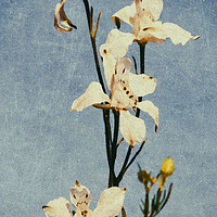 Buy canvas prints of White Delphinium of Remembrance by John Williams