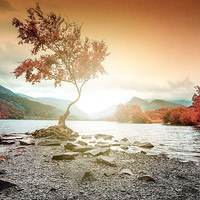 Buy canvas prints of Lonely Tree Snowdonia Wales Llyn Padarn by John Williams