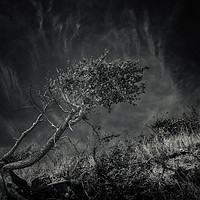 Buy canvas prints of Windworn Tree of Falling by John Williams