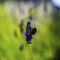 Buy canvas prints of  Summer Bumble by Daniel Hill