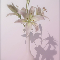 Buy canvas prints of  Shadows of  Lily by patricia rudduck