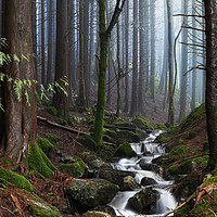 Buy canvas prints of The Forest Stream by Eirik Sørstrømmen